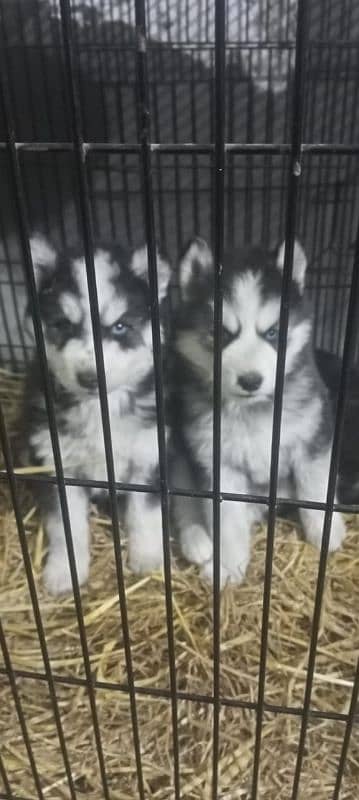 husky siberian 0