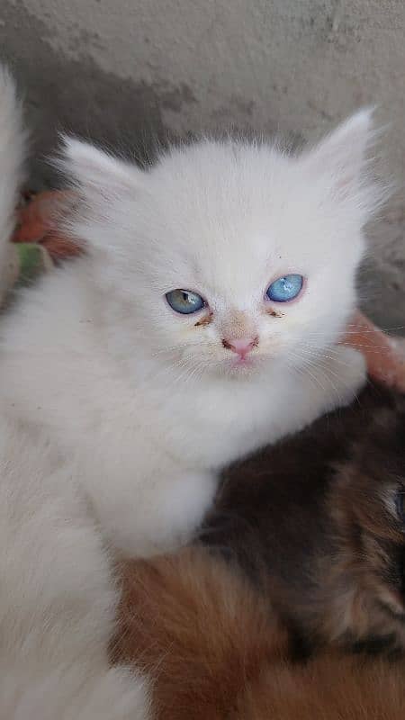 Persian kittens pair 0