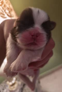 Shih Tzu / Shitzu Pedigreed Puppy