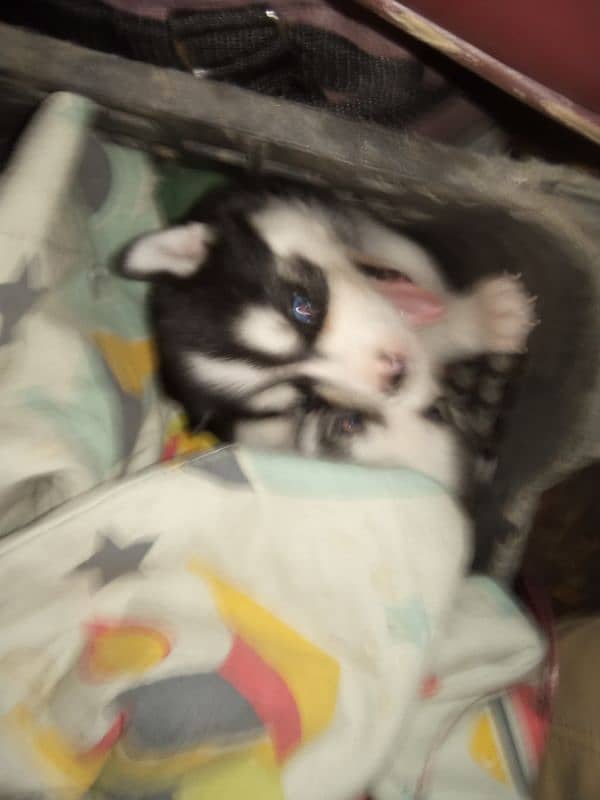 Siberian husky puppies available for sale 4