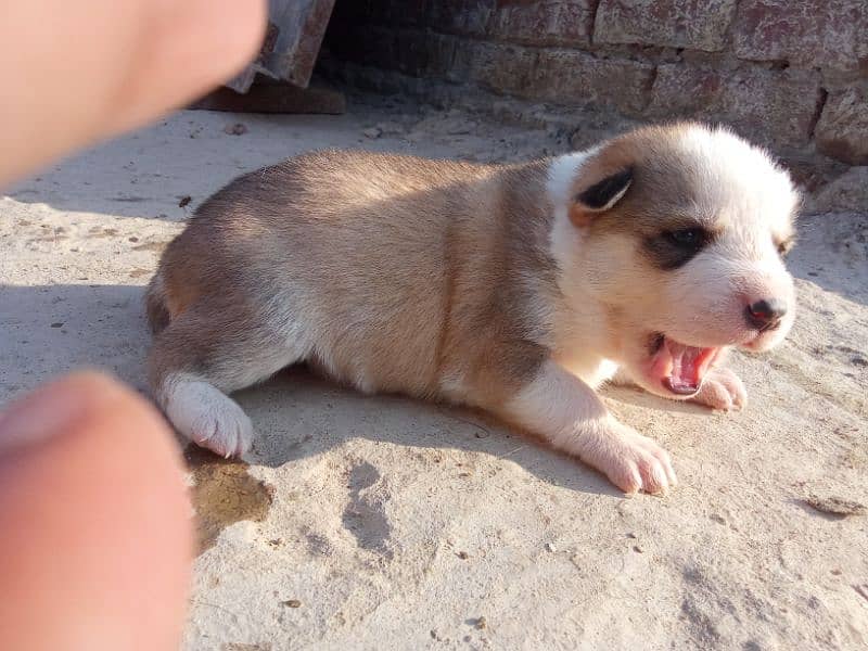 Siberian husky puppies available for sale 5