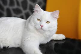 Turkish Angora Cat for Sale - Stunning Brown Eyed  03454495679