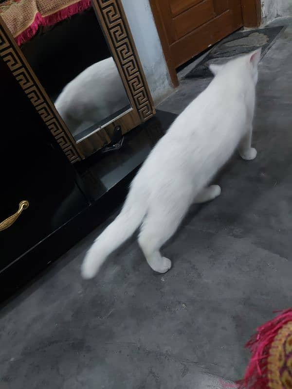 Turkish Angora Cat for Sale - Stunning Brown Eyed  03454495679 2