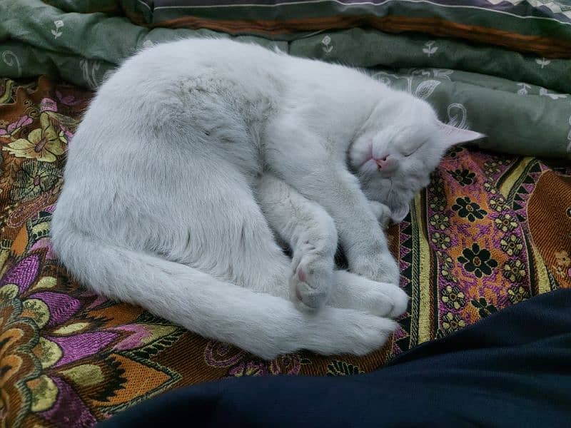 Turkish Angora Cat for Sale - Stunning Brown Eyed  03454495679 5