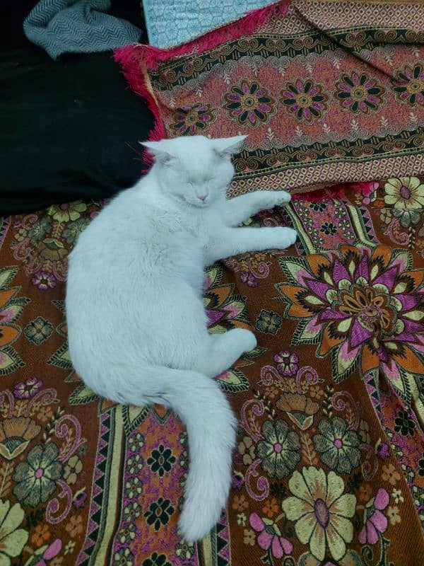 Turkish Angora Cat for Sale - Stunning Brown Eyed  03454495679 6