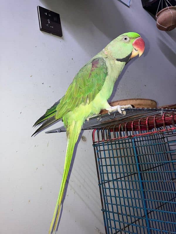 raw parrot jumbo 2;5 years old 1