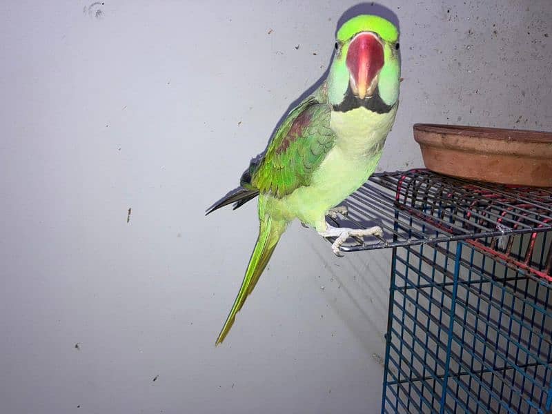 raw parrot jumbo 2;5 years old 2