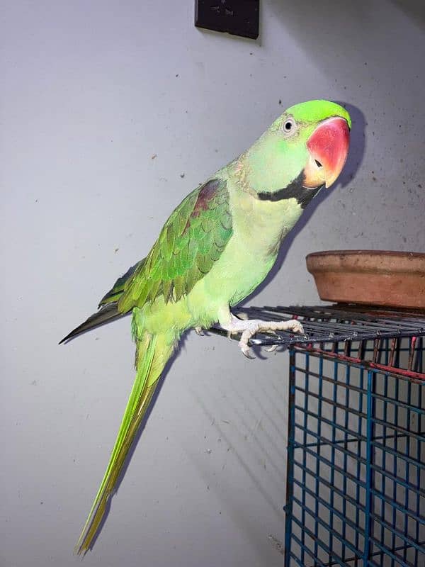 raw parrot jumbo 2;5 years old 3