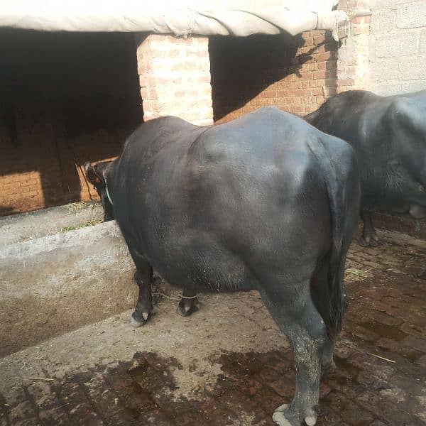 BUFFALO FOR SALE 2