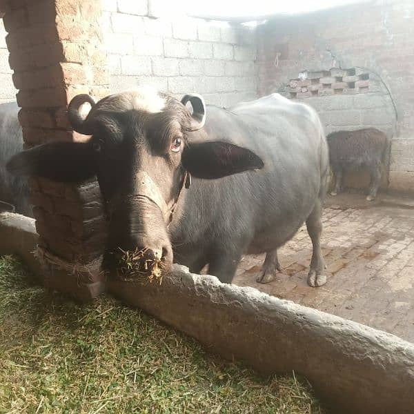 BUFFALO FOR SALE 3