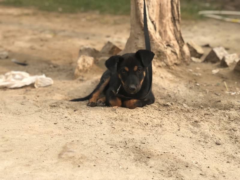 doberman male top quality 100% pure 0