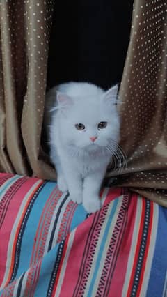 Persian cat 3.5 months female