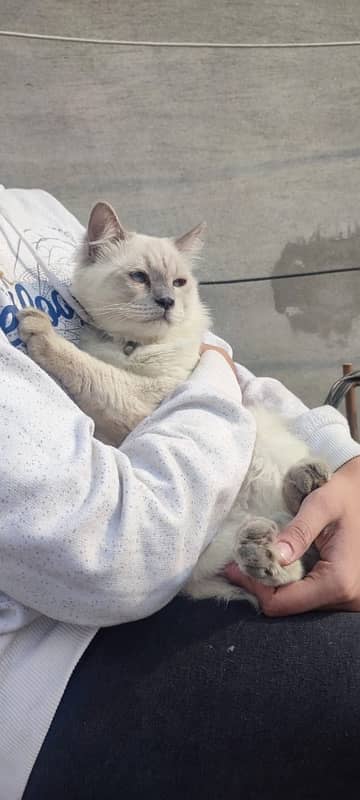 persian Female Male Siamese 5