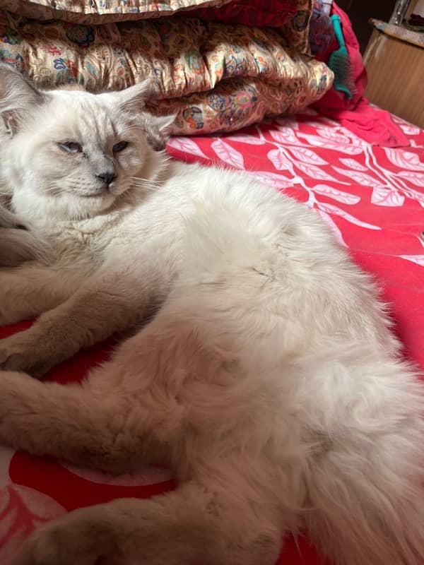 persian Female Male Siamese 9