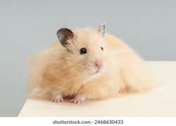 Syrian hamster babies