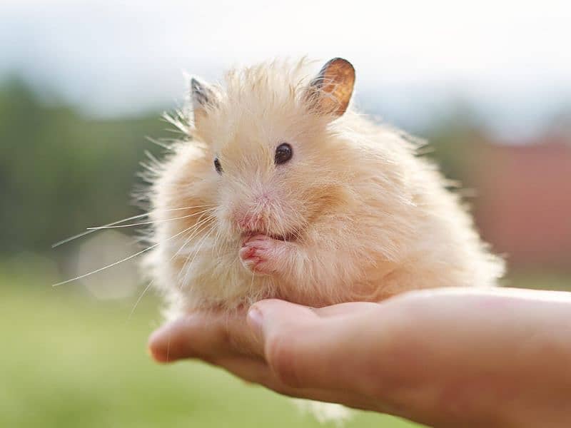 Syrian hamster babies 1