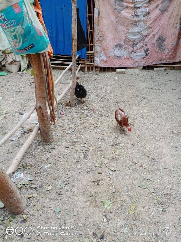 All Fency & Misri Golden Hens for sale 3