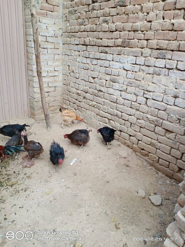 All Fency & Misri Golden Hens for sale 8