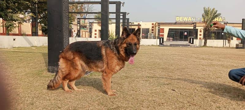 German Shepherd female sale 0