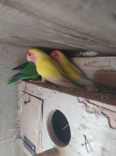 love birds common Lutino red eyes