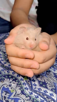 hamster