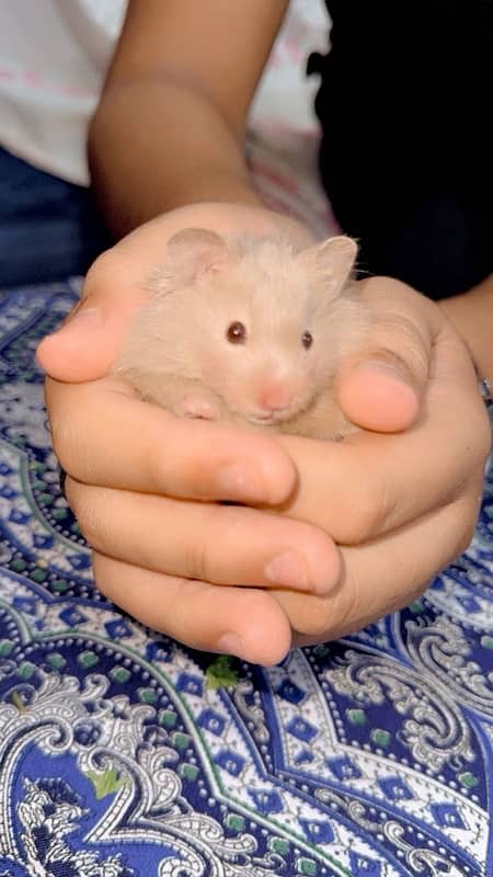 hamster 0