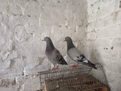 pigeon