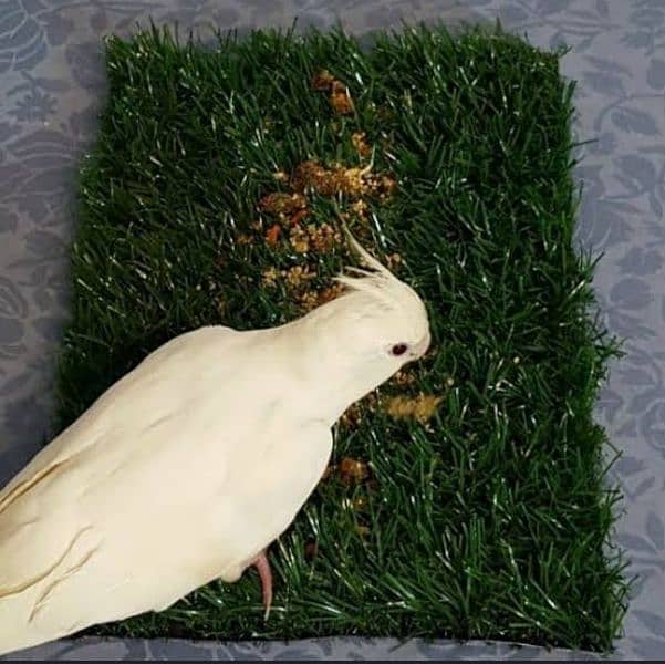 Artificial Grass Carpet/Astro Truf. 1