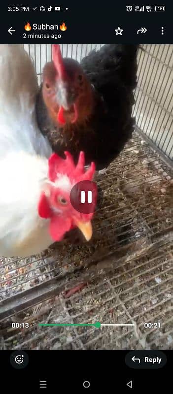 bantam male dasi female pair 2