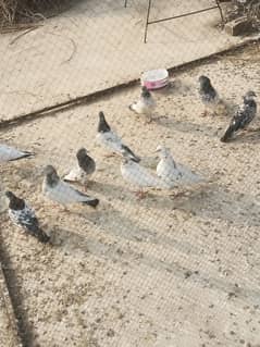 10 Pairs pigeon