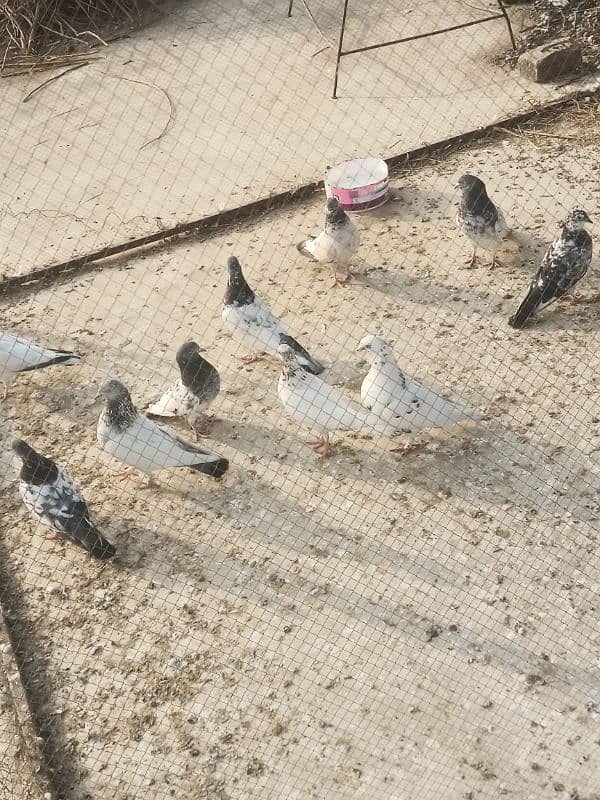 10 Pairs pigeon 0