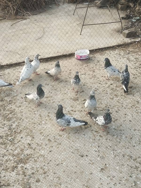 10 Pairs pigeon 1