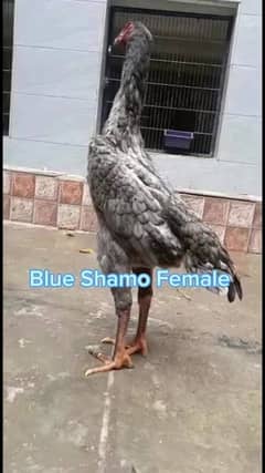 shamo male and female