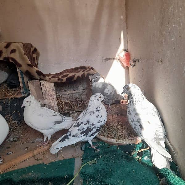 pigeons for sale on argent basis 1