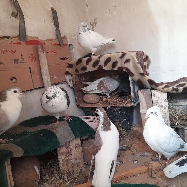 pigeons for sale on argent basis 2