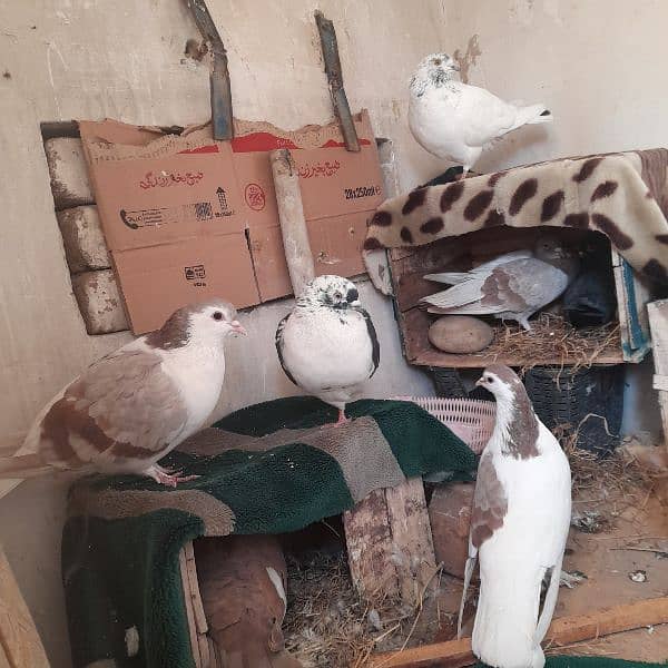 pigeons for sale on argent basis 3