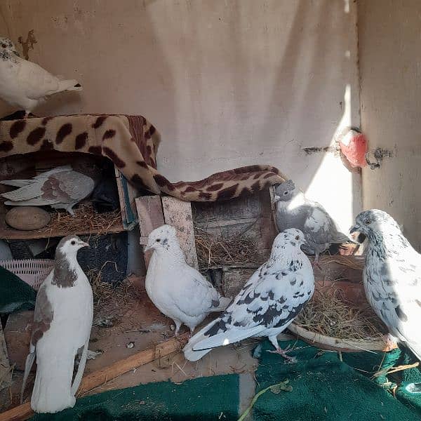 pigeons for sale on argent basis 4