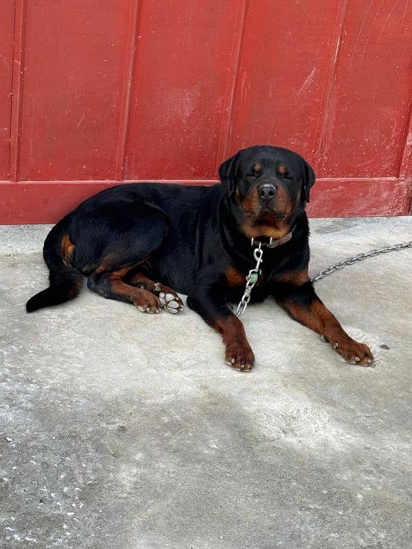 Rottweiler male dog 1