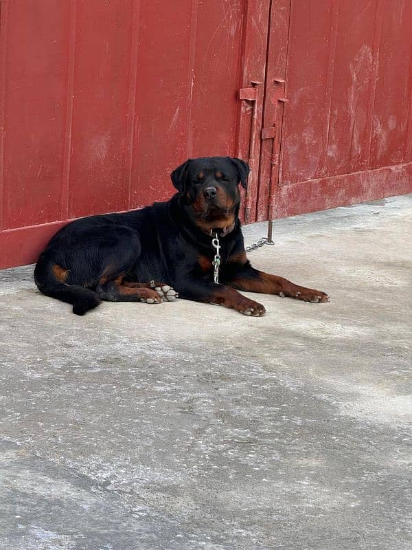 Rottweiler male dog 2