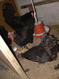 australorp 2500 pic