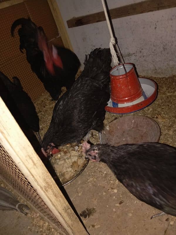 australorp 2500 pic 1