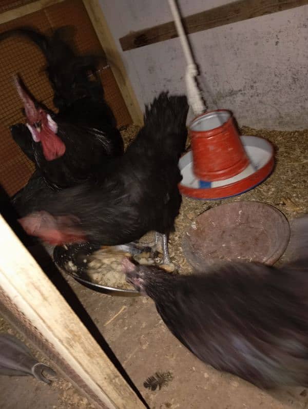 australorp 2500 pic 2