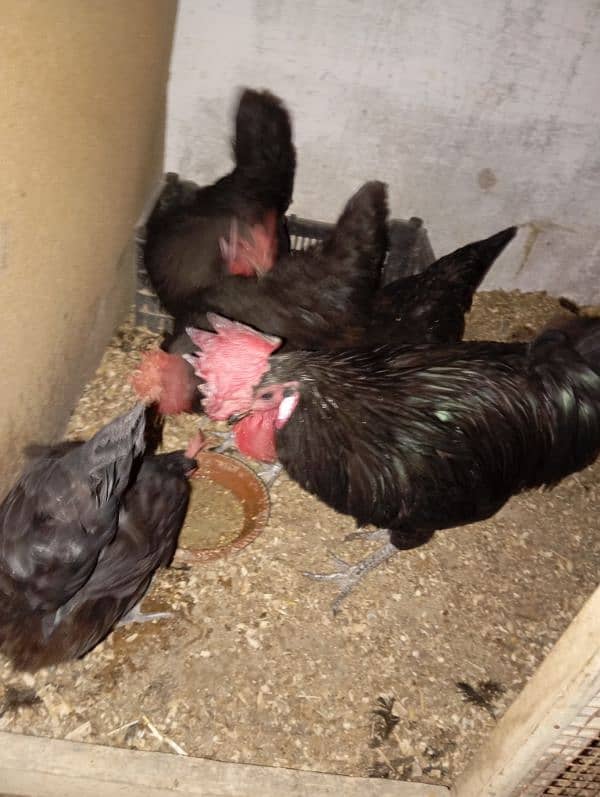 australorp 2500 pic 3