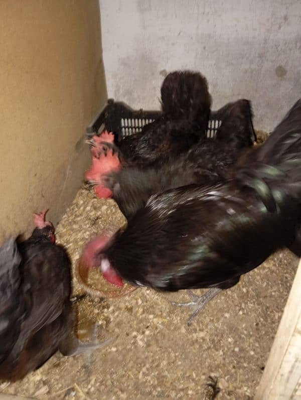 australorp 2500 pic 4