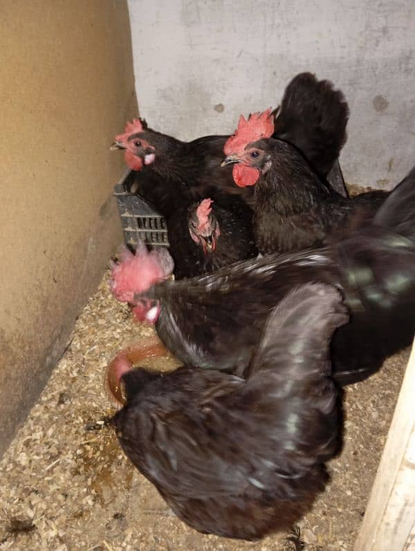 australorp 2500 pic 5