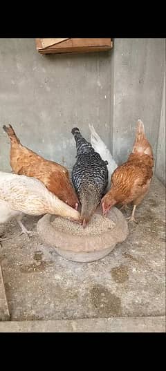 desi hens final price