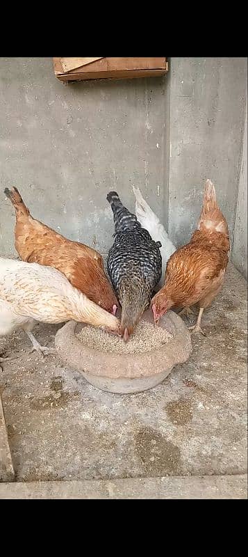 desi hens final price 0