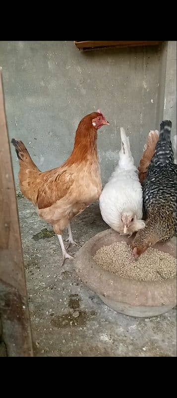 desi hens final price 1