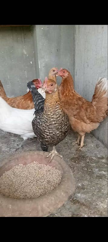 desi hens final price 2