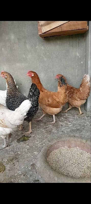 desi hens final price 3